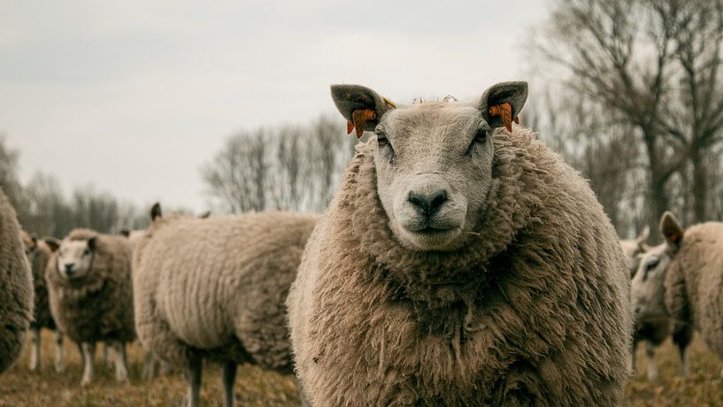Look at me by Amber Peeters