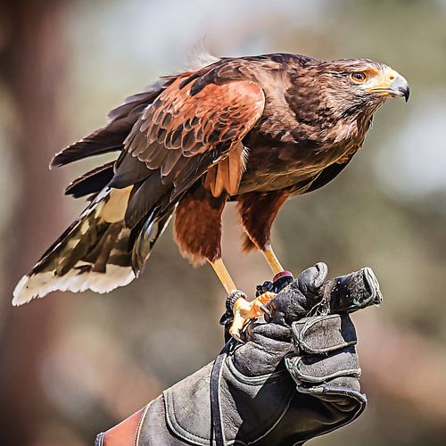 The eagle has landed