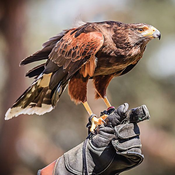 Der Adler ist gelandet von Fotografie Jeronimo