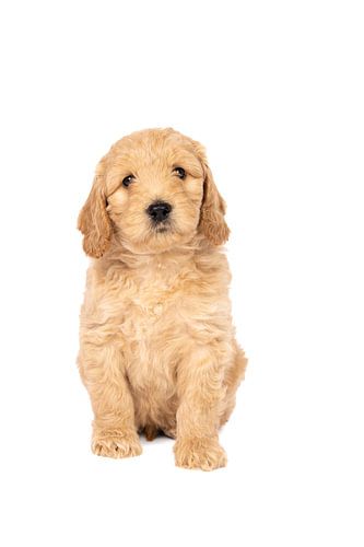 Een schattig labradoodle pupje zittend tegen een witte achtergrond