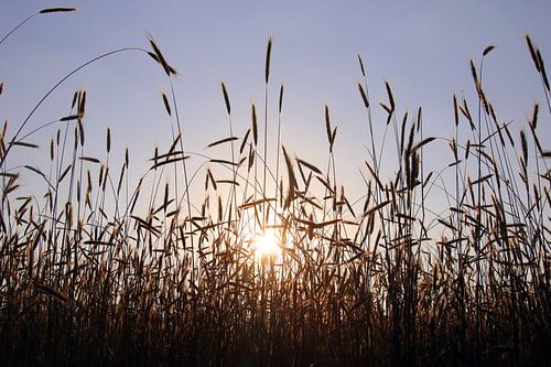 Getreidefeld im Sonnenuntergang mit Gegenlicht