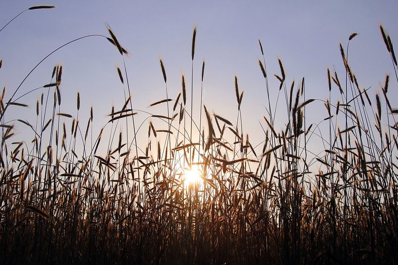 Champ de céréales au coucher du soleil avec contre-jour par Rüdiger Rebmann