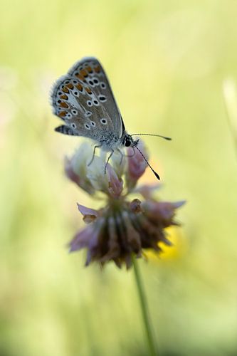blauwtje