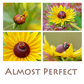 Collage gele bloemen met lieveheersbeestje met tekst