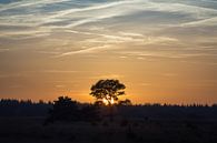 Landscape with setting sun behind oak tree by Ger Beekes thumbnail