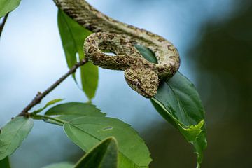 Eyelash palm pitviper in Costa Rica by Mirjam Welleweerd