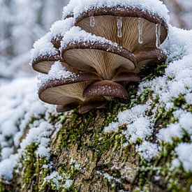 Gefrorene Stille – Austernseitlinge im Schnee von Max Steinwald