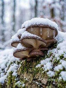 Pilze