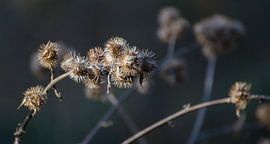 klit in de zon by Eugene Lentjes
