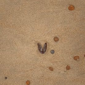 Coquillage en forme de cœur sur la plage sur Veri Gutte