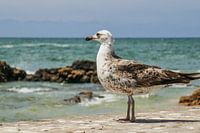Mouette à Essaouira (Maroc)