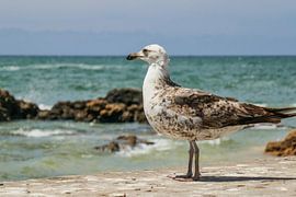 Seagull in Essaouira (Morocco)