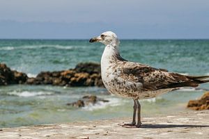 Mouette à Essaouira (Maroc)