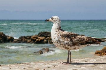 Seagull in Essaouira (Morocco) by Stijn Cleynhens