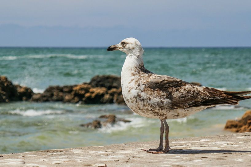 Zeemeeuw in Essaouira (Marokko) van Stijn Cleynhens