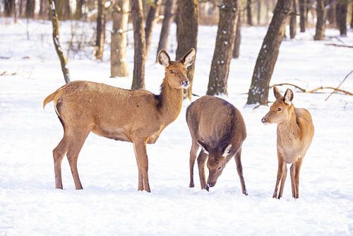 Red deer on the Hoge Veluwe, the Netherlands, in winter