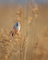 Bearded man on plume, warm light