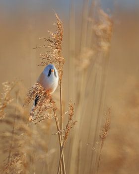 Homme barbu sur panache, lumière chaude