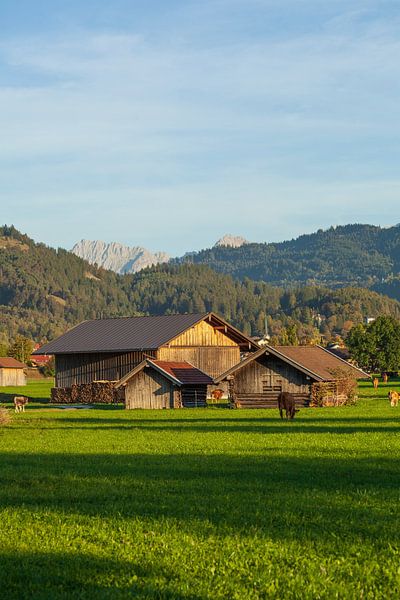Hay barn with meadow and Alps in the evening light by Torsten Krüger