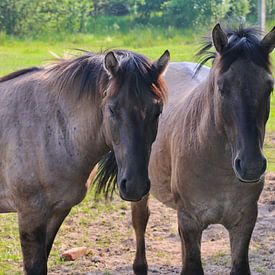 Koniks by Lydia Remmers