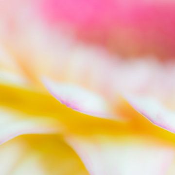 Gerbera abstract by Greetje van Son