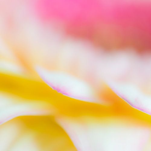 Gerbera abstract