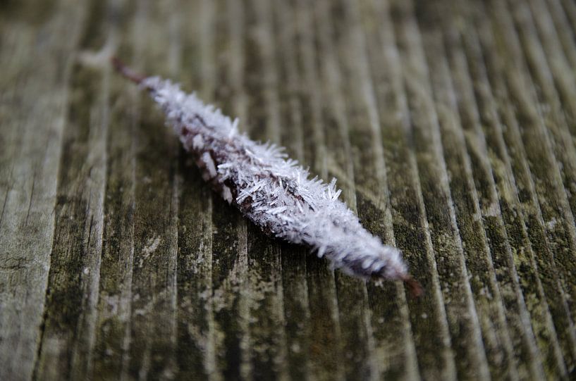 Hoarfrost on the leaf of a Rowan tree by RB-Photography
