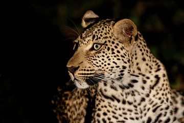 Porträt Leopard in der Nacht von Henk Bogaard