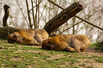 Schlafende Affen von Cor Brok
