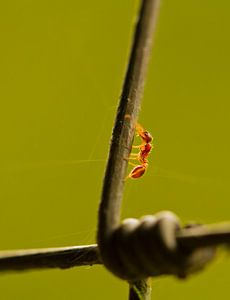 Mier vs. Ijzer. Een rode mier macro foto