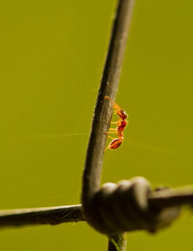 Mier vs. Ijzer. Een rode mier macro foto