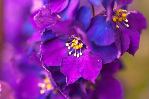 Bloem paars/blauw