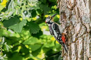 Grote bonte specht voedt een jong in zijn hol in een boom van Sjoerd van der Wal Fotografie