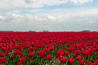 heel groot veld met ride tulpen van ChrisWillemsen thumbnail