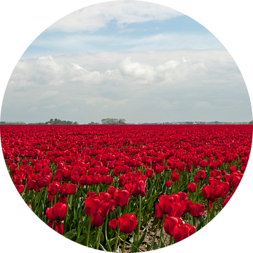 heel groot veld met ride tulpen van ChrisWillemsen