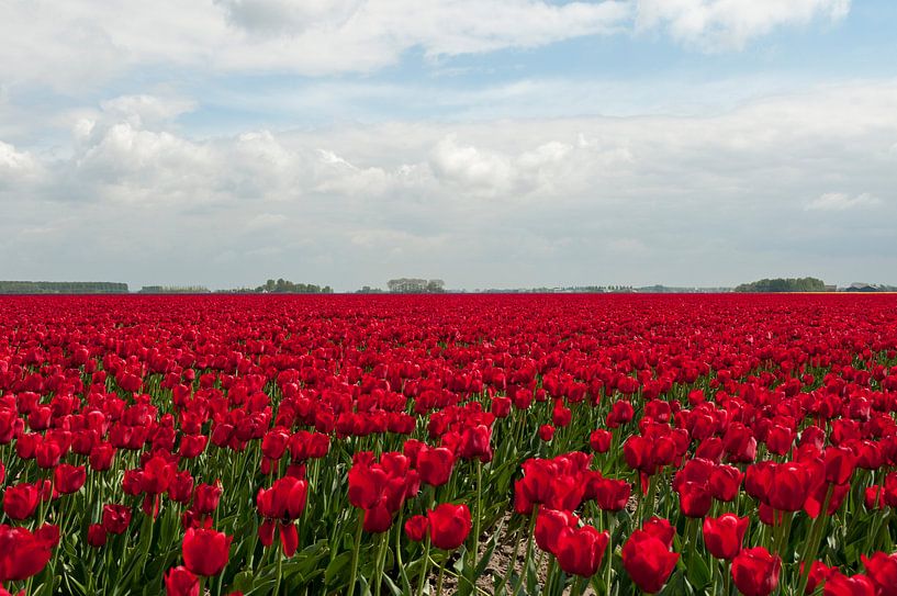 heel groot veld met ride tulpen par ChrisWillemsen