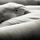 pelican, Riccardo Berg by 1x thumbnail