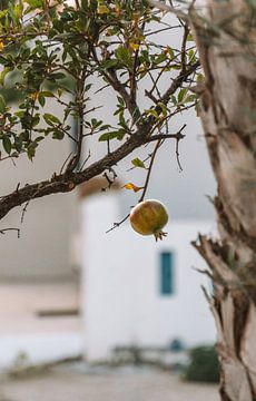 Pomegranate Still Life - Greek travel photography by MelCaptures