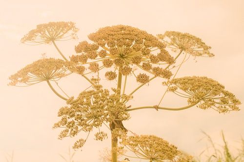 Jaune épicé urbain