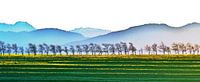 Kale bomen en de Ceres bergen in de winter gemengde techniek van Werner Lehmann thumbnail