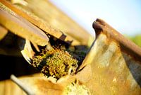 Macro
