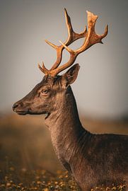 Stag portrait by Wesley Klijnstra
