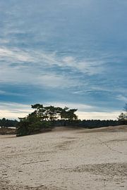 in Bewegung von kim van Hest