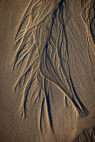 A richly detailed sand texture with organic lines