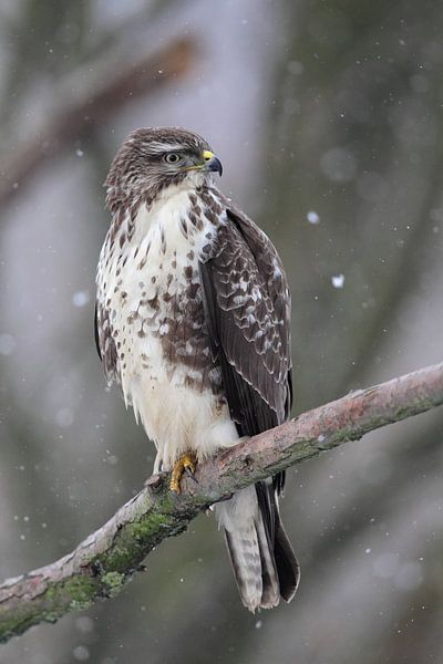 Buizerd (Buteo buteo) van Dirk Rüter