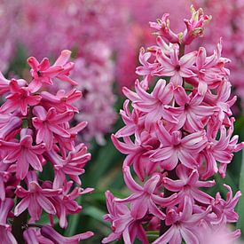 Hyacinth in the bulb-growing area/Netherlands by JTravel
