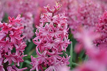 Hyacint in de Bollenstreek/Nederland