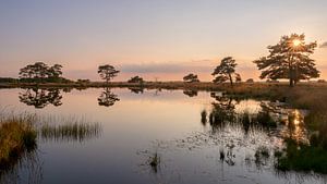 Ein Abend auf dem Dwingelderveld
