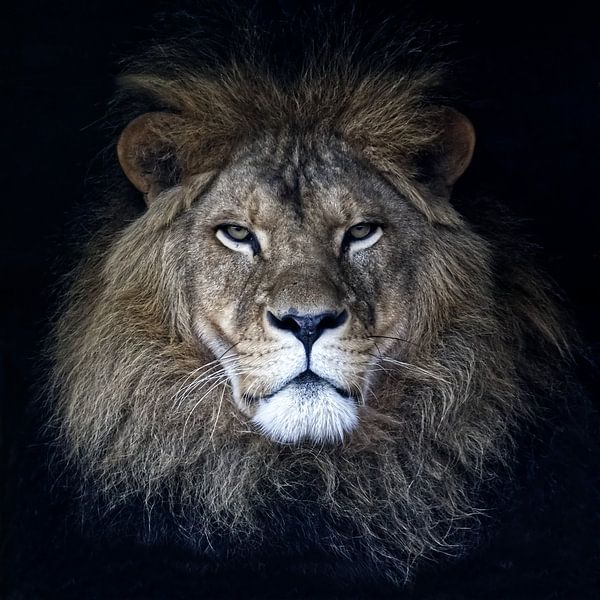Portrait d'un lion par Robert Jan Smit