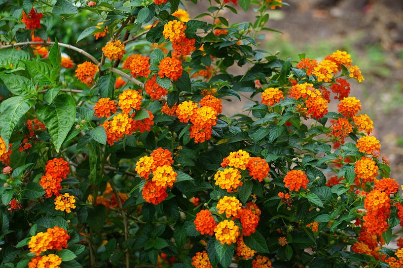 Tuin plant by Bart Cornelis de Groot